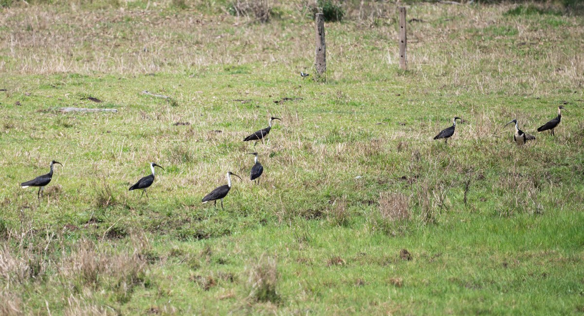 Straw-necked Ibis - ML643856834
