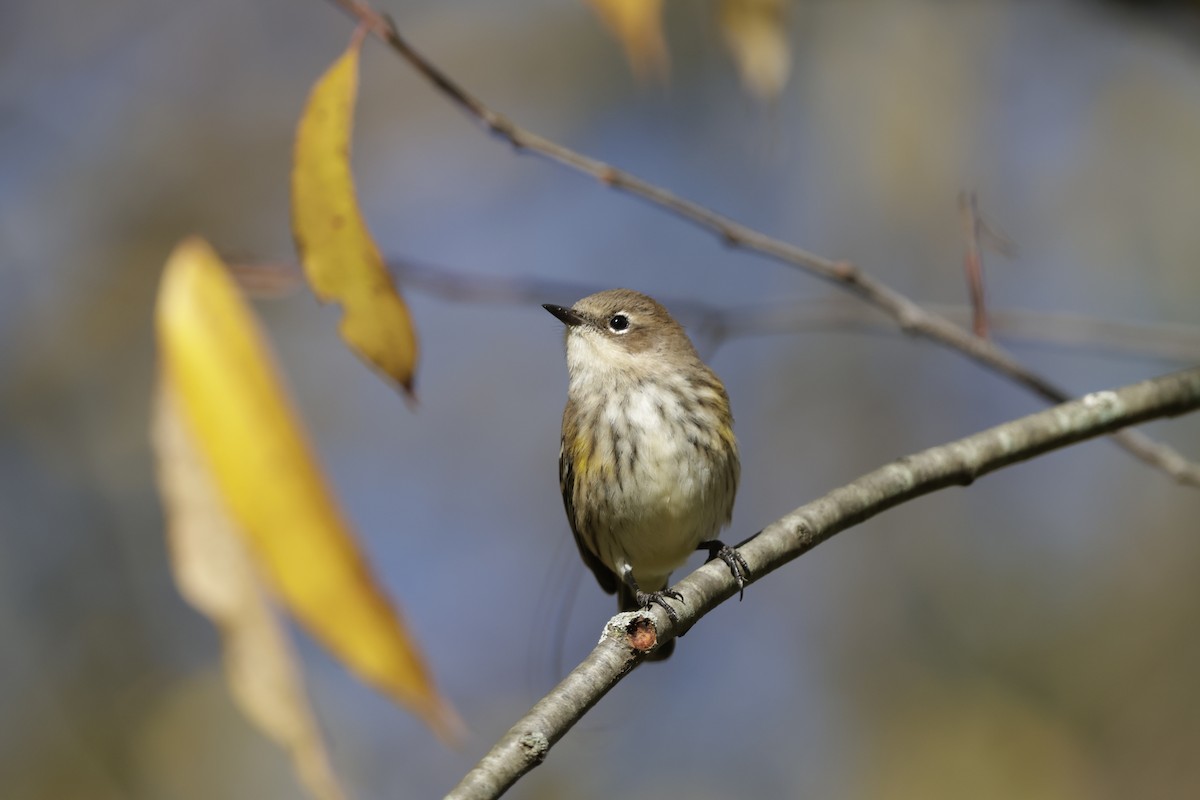Yellow-rumped Warbler - ML643856835
