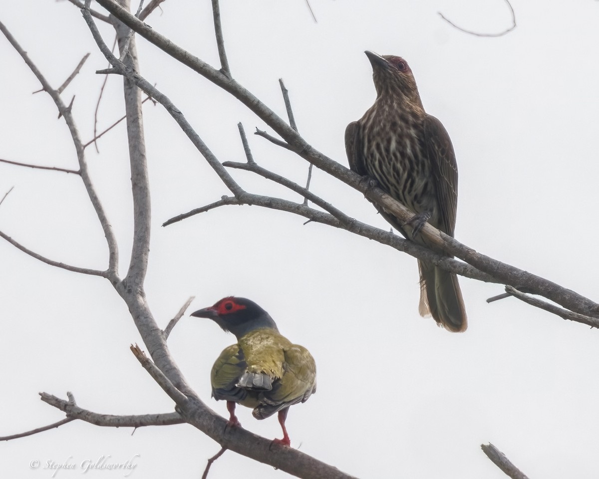 Australasian Figbird - ML643856836