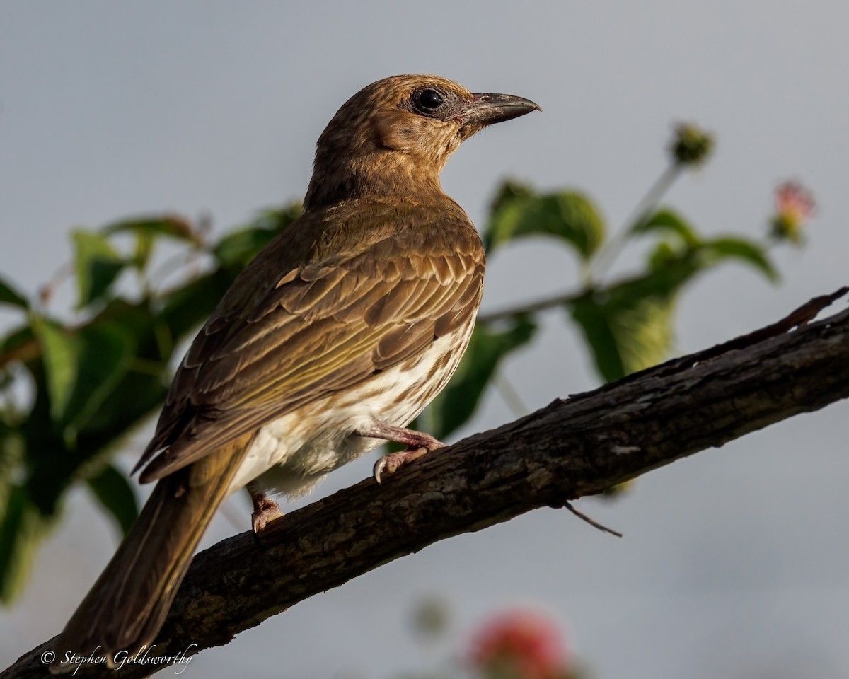 Australasian Figbird - ML643856838