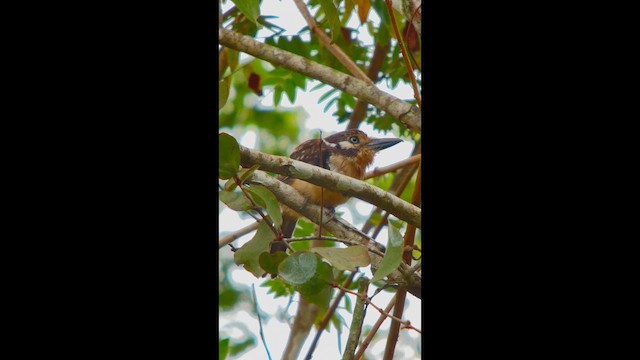 Russet-throated Puffbird - ML643856840