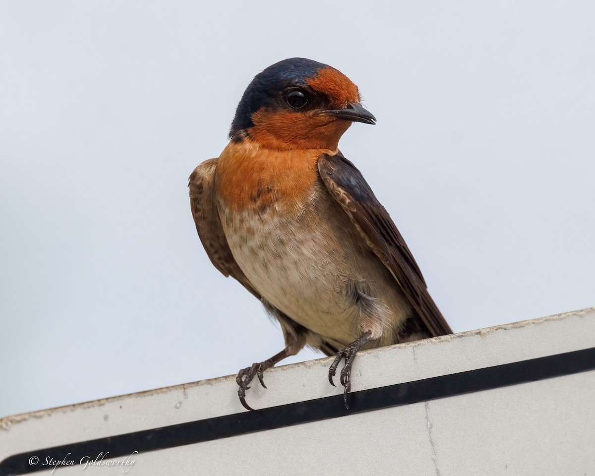 Welcome Swallow - ML643856841