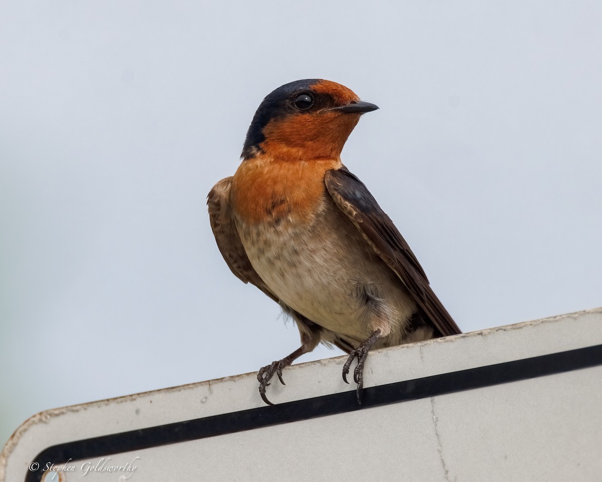 Welcome Swallow - ML643856842