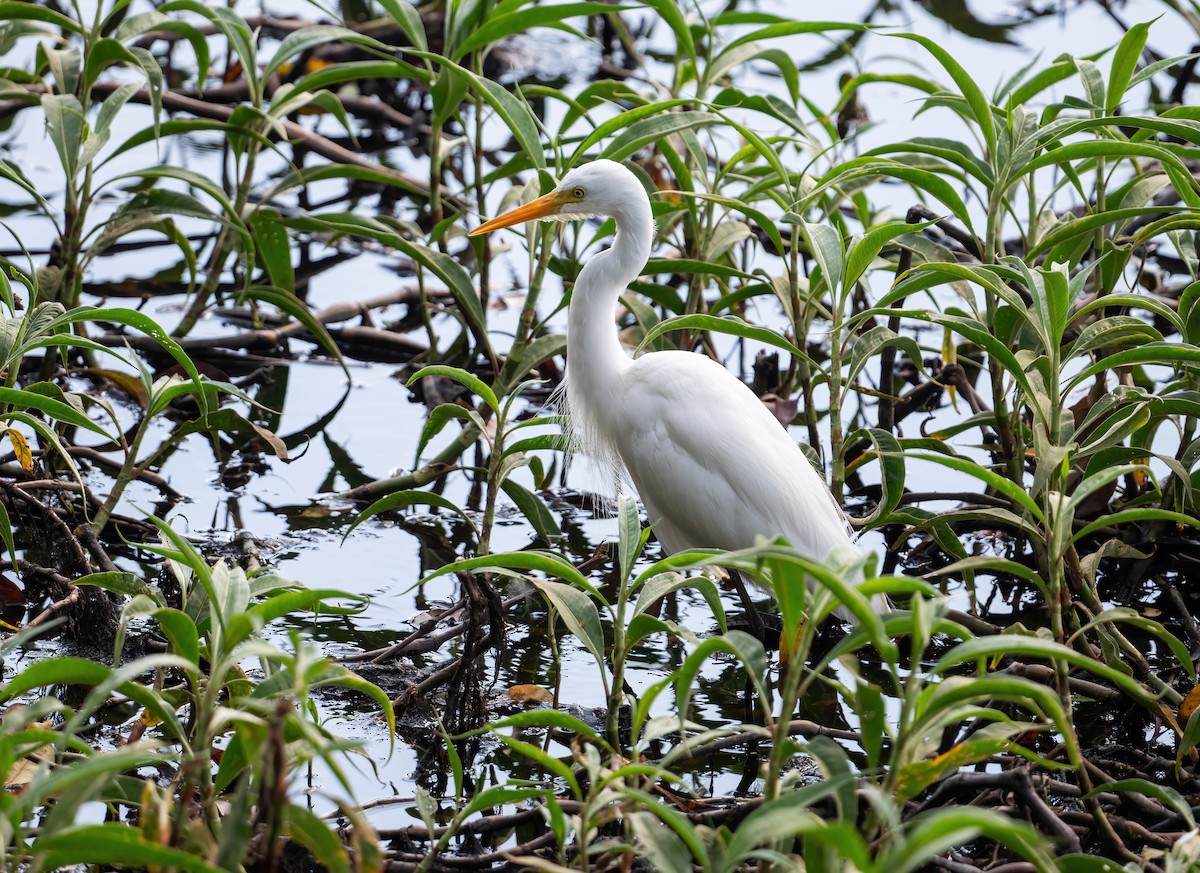 Plumed Egret - ML643856844