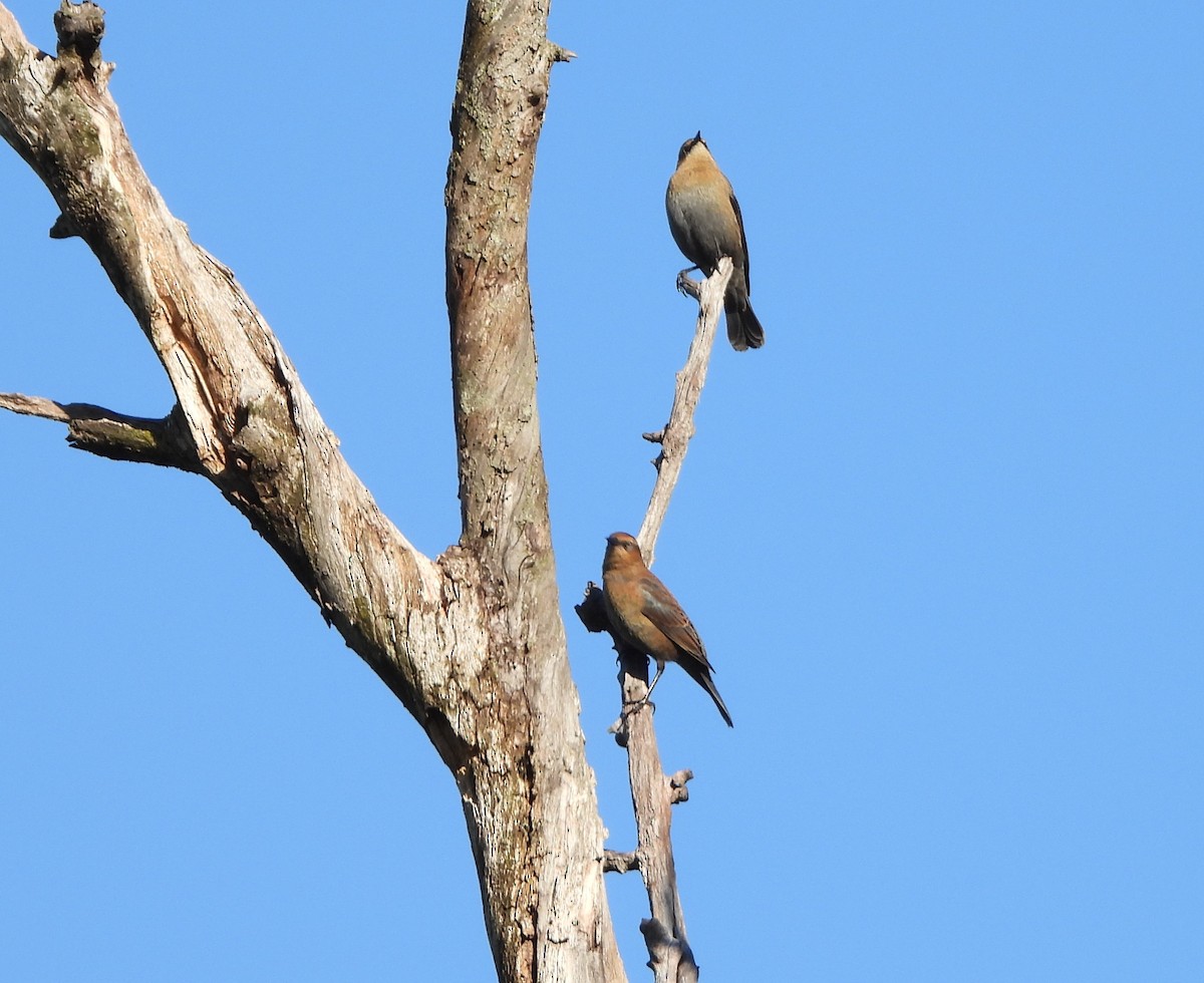 Rusty Blackbird - ML643856845