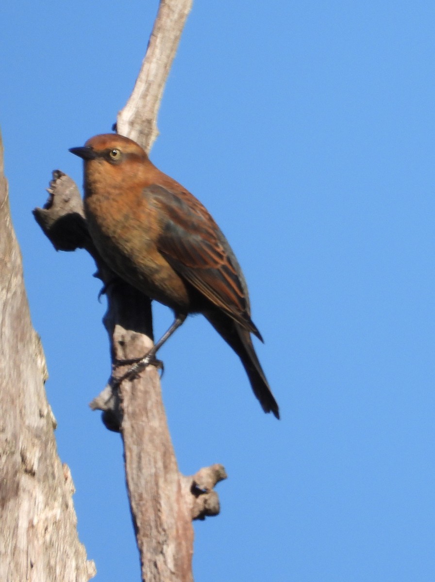Rusty Blackbird - ML643856846