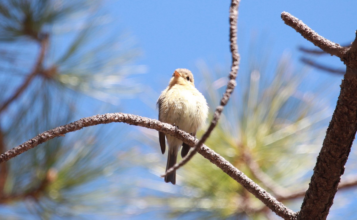 Buff-breasted Flycatcher - ML643856847