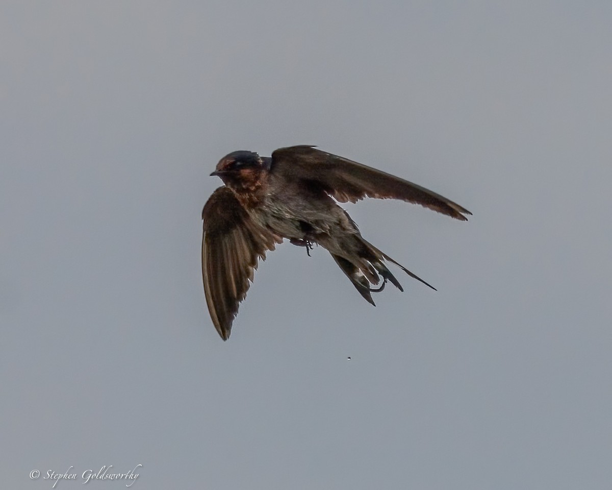 Welcome Swallow - ML643856848