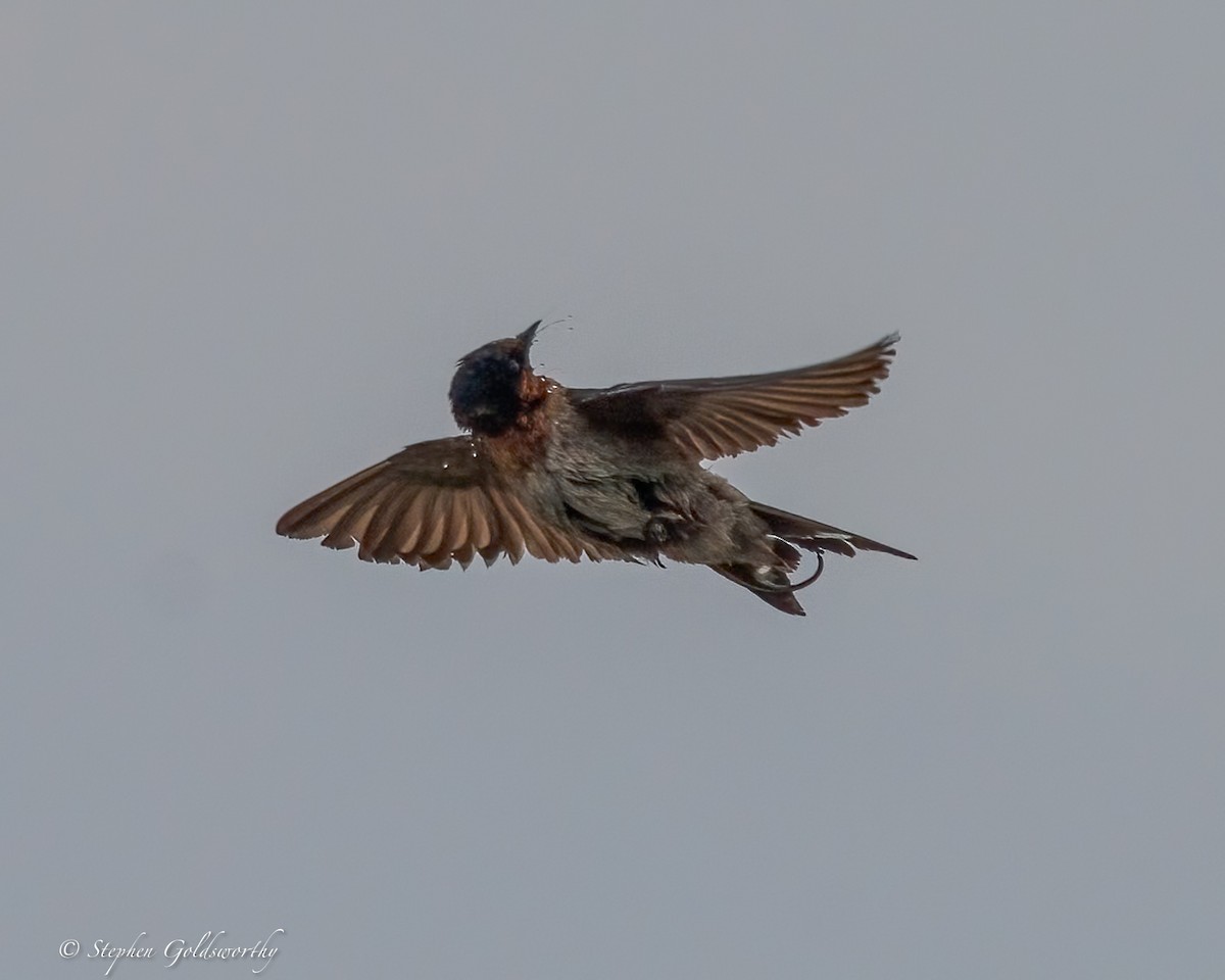 Welcome Swallow - ML643856849