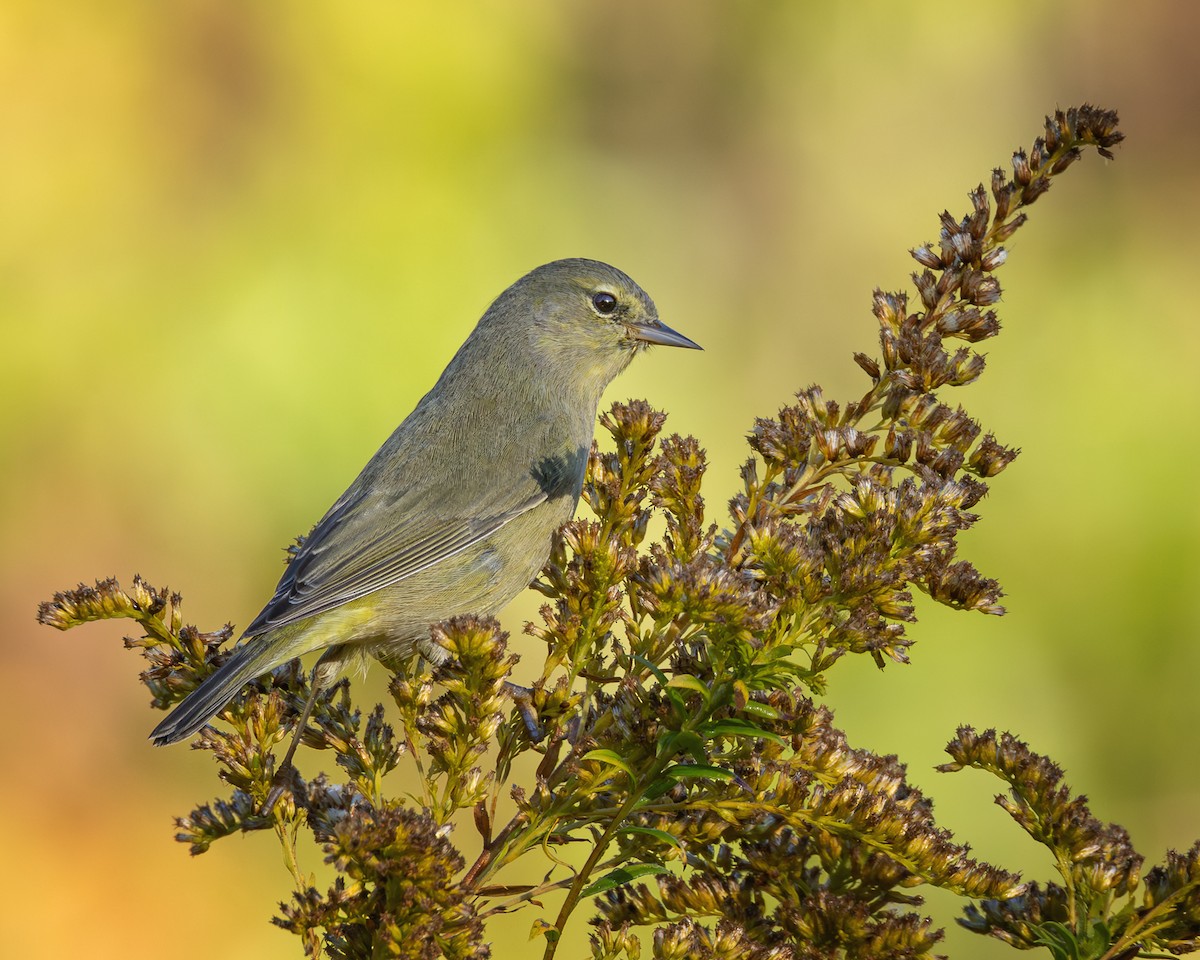 Orange-crowned Warbler - ML643856853