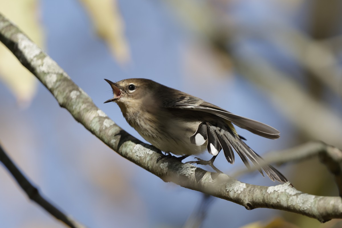 Yellow-rumped Warbler - ML643856854