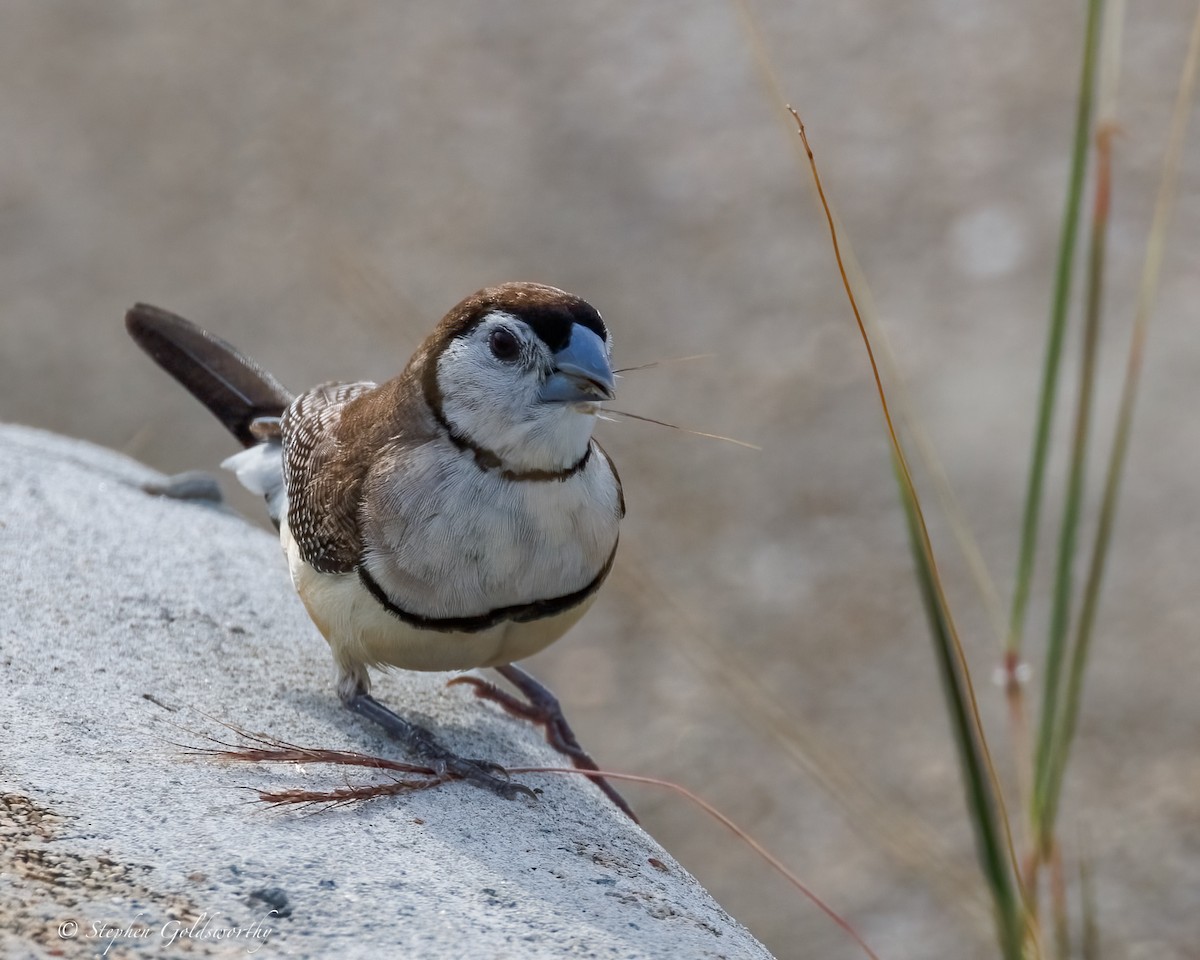 Double-barred Finch - ML643856858