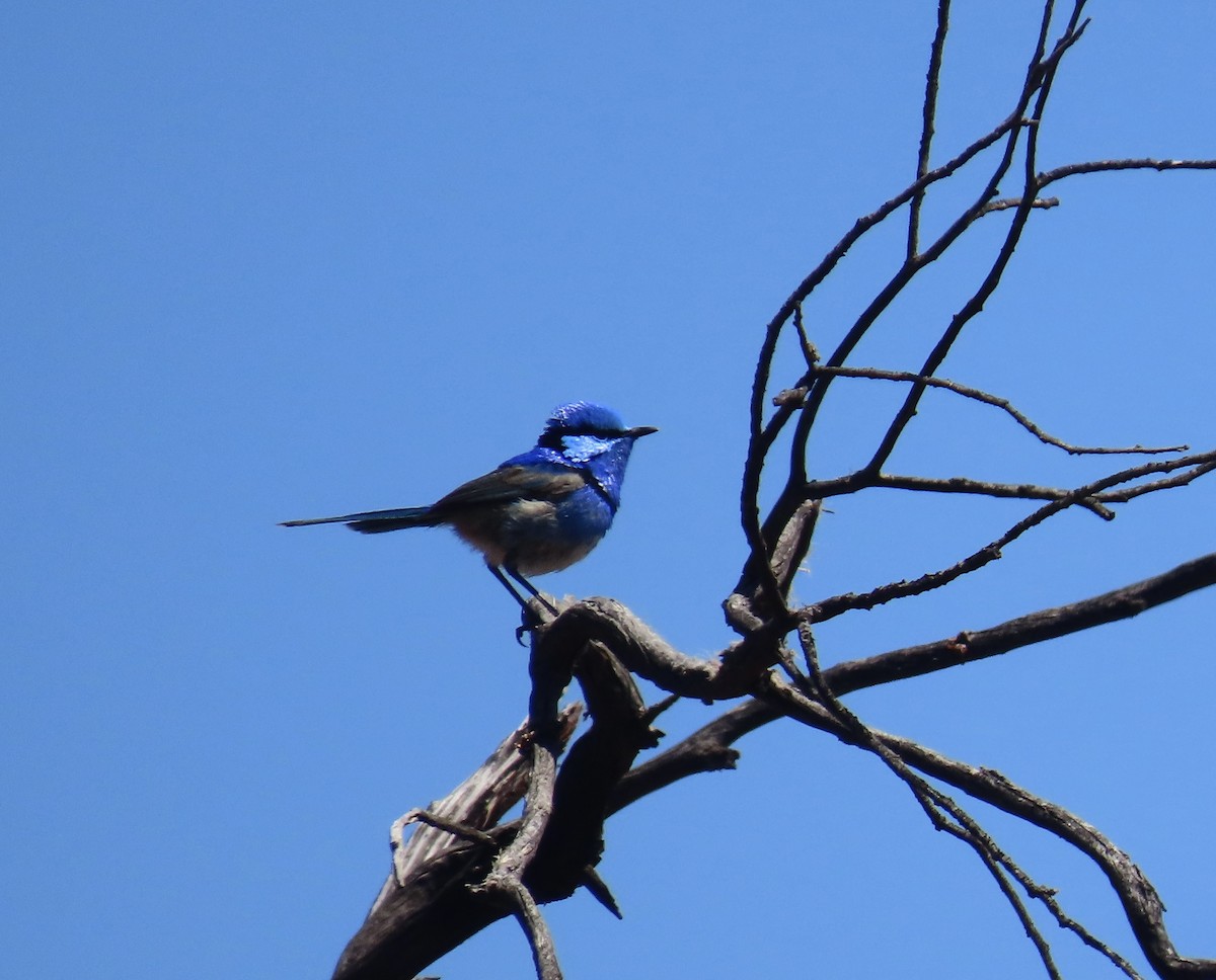 Splendid Fairywren - ML643856860