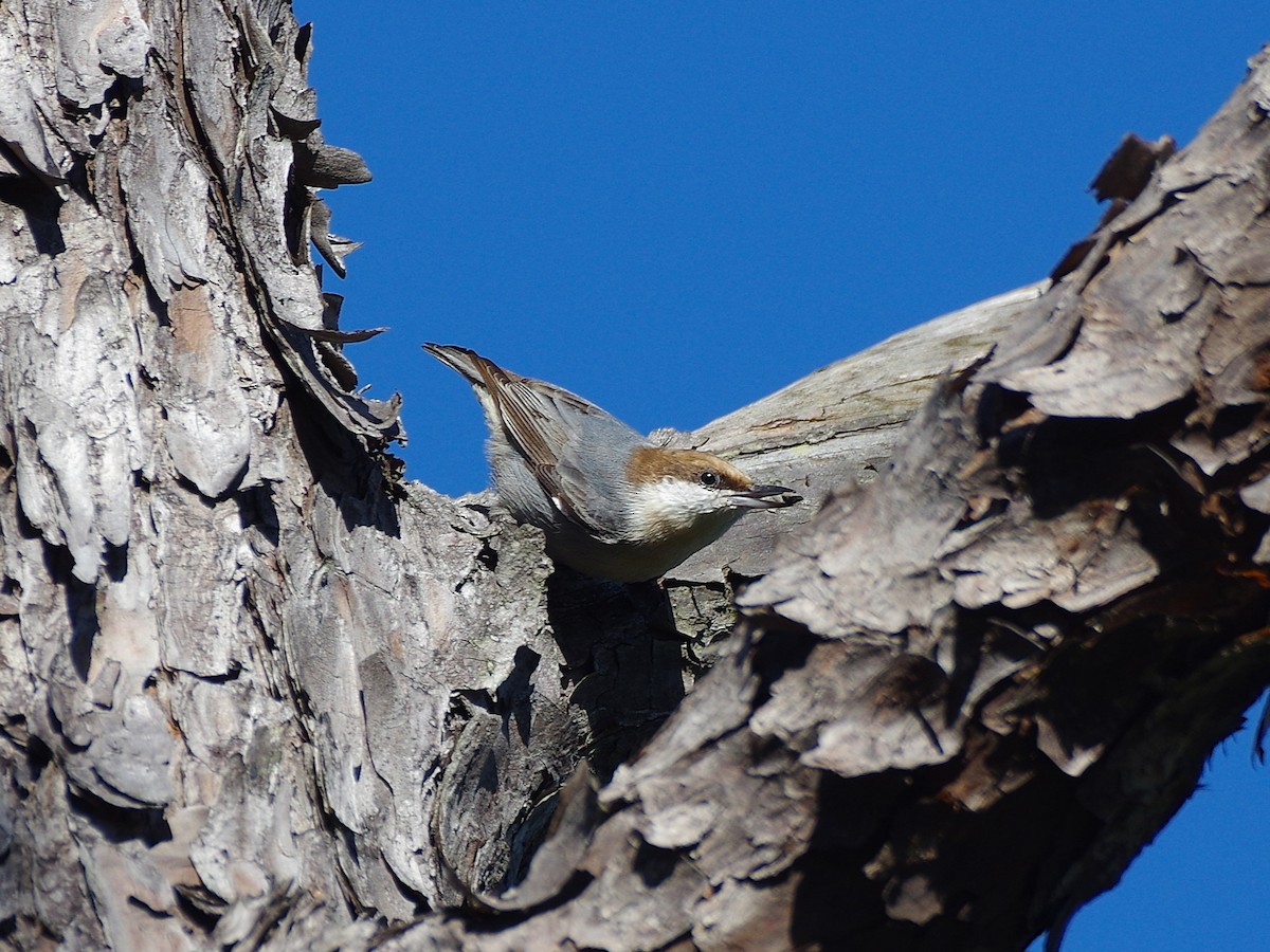 Brown-headed Nuthatch - ML643856861