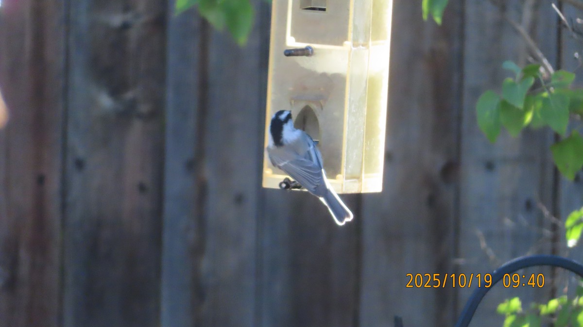 Mountain Chickadee - ML643856870