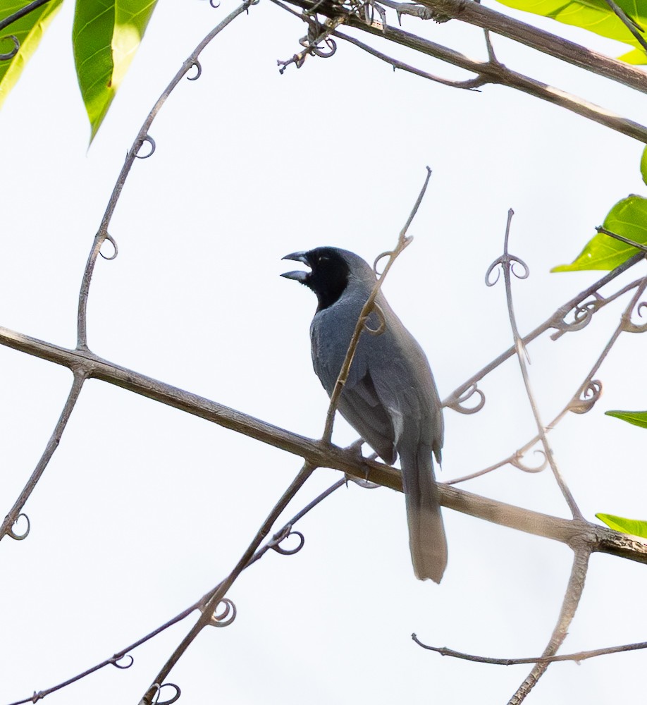 Чернолицая танагра - ML643856876