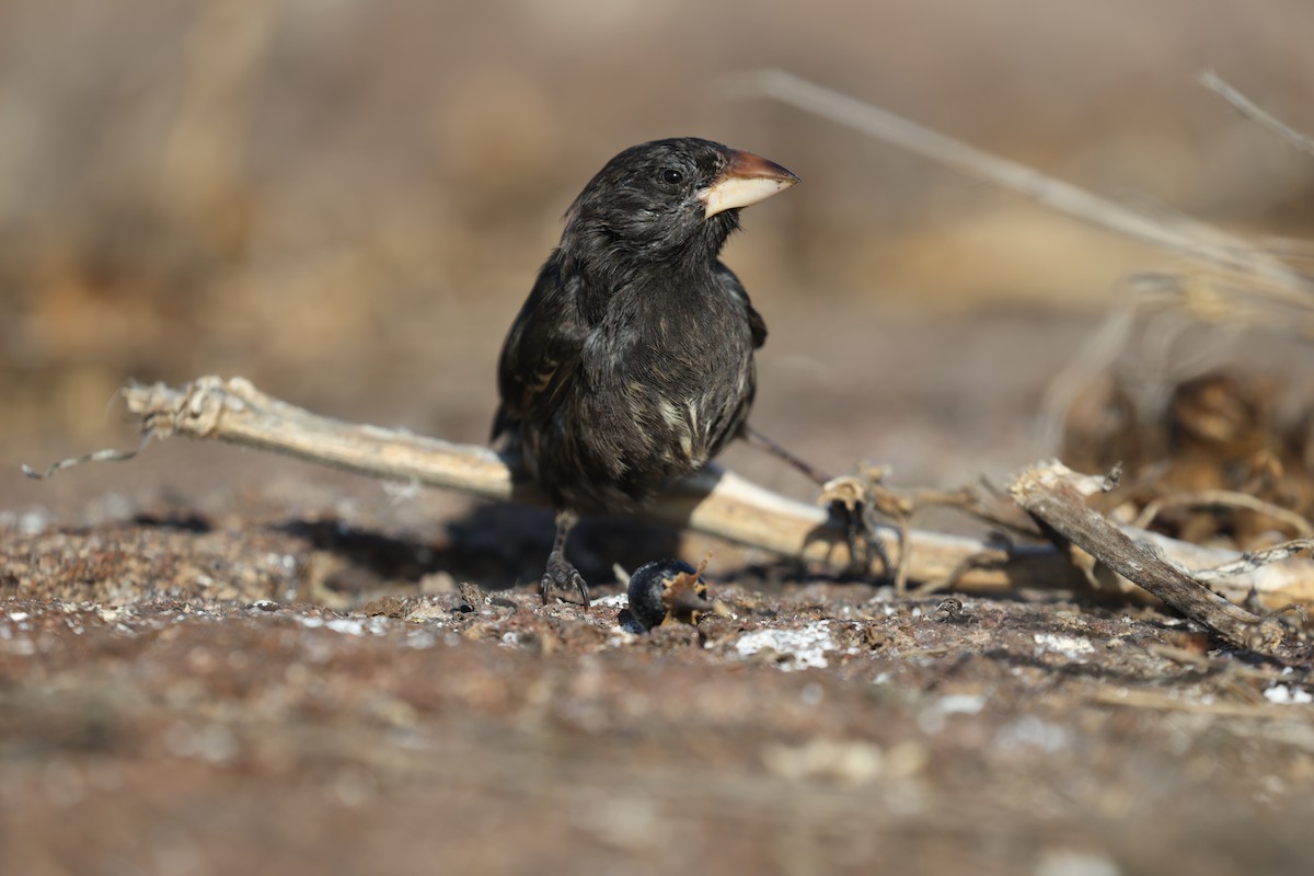 ヘノベササボテンフィンチ - ML643856879