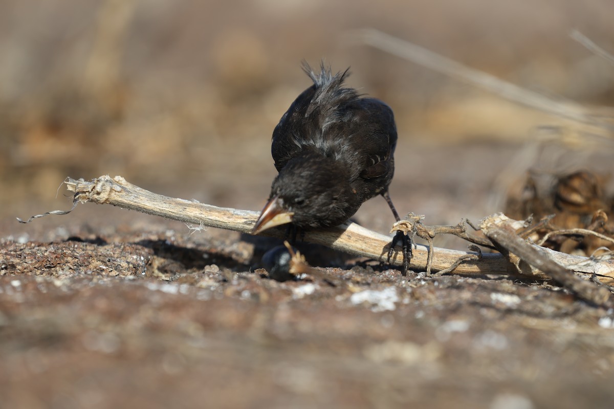 ヘノベササボテンフィンチ - ML643856880