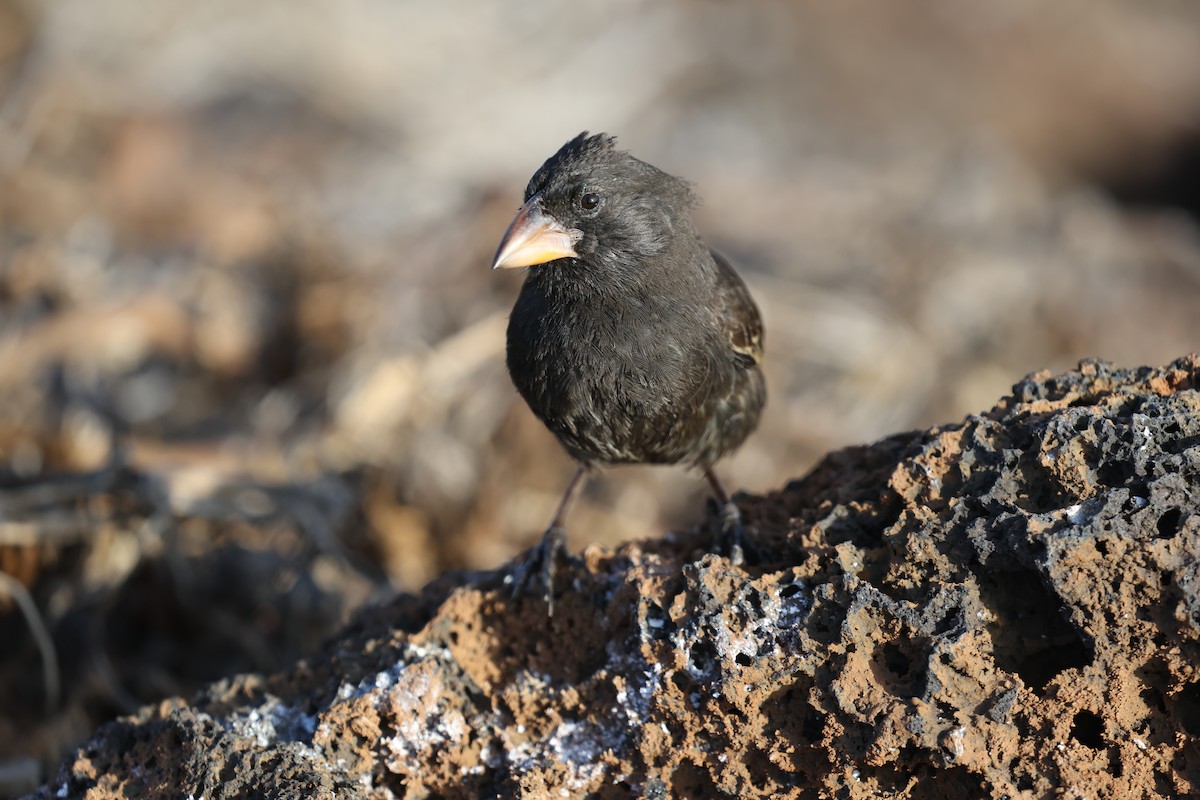ヘノベササボテンフィンチ - ML643856881