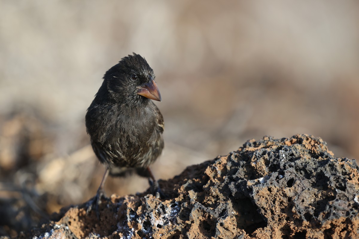 ヘノベササボテンフィンチ - ML643856882