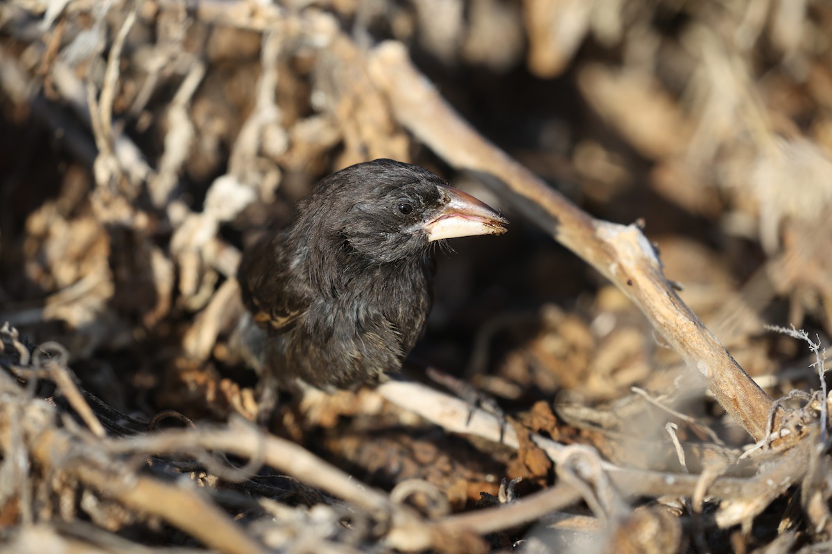 ヘノベササボテンフィンチ - ML643856883