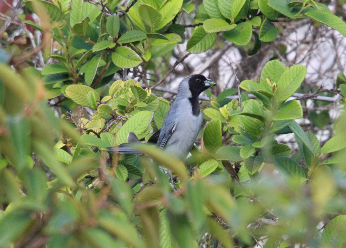 Чернолицая танагра - ML643856884