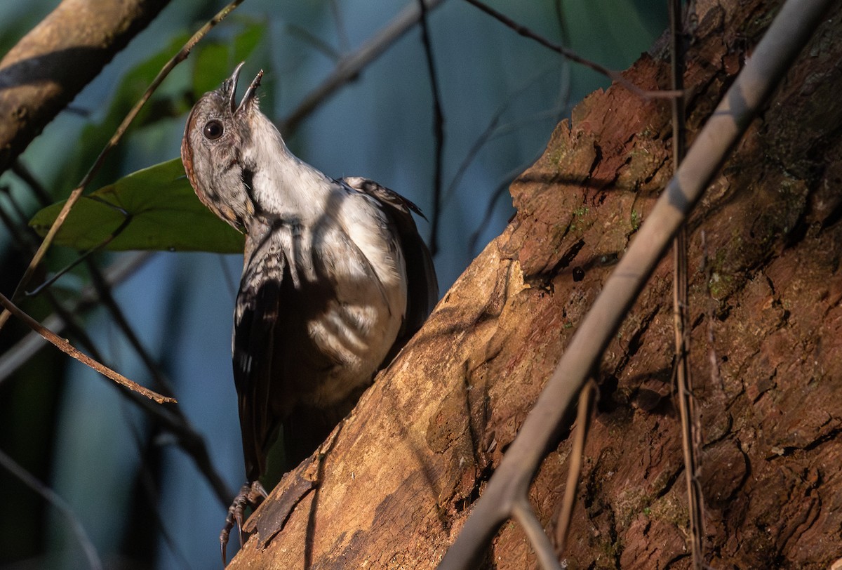 ハシリチメドリ - ML643856888