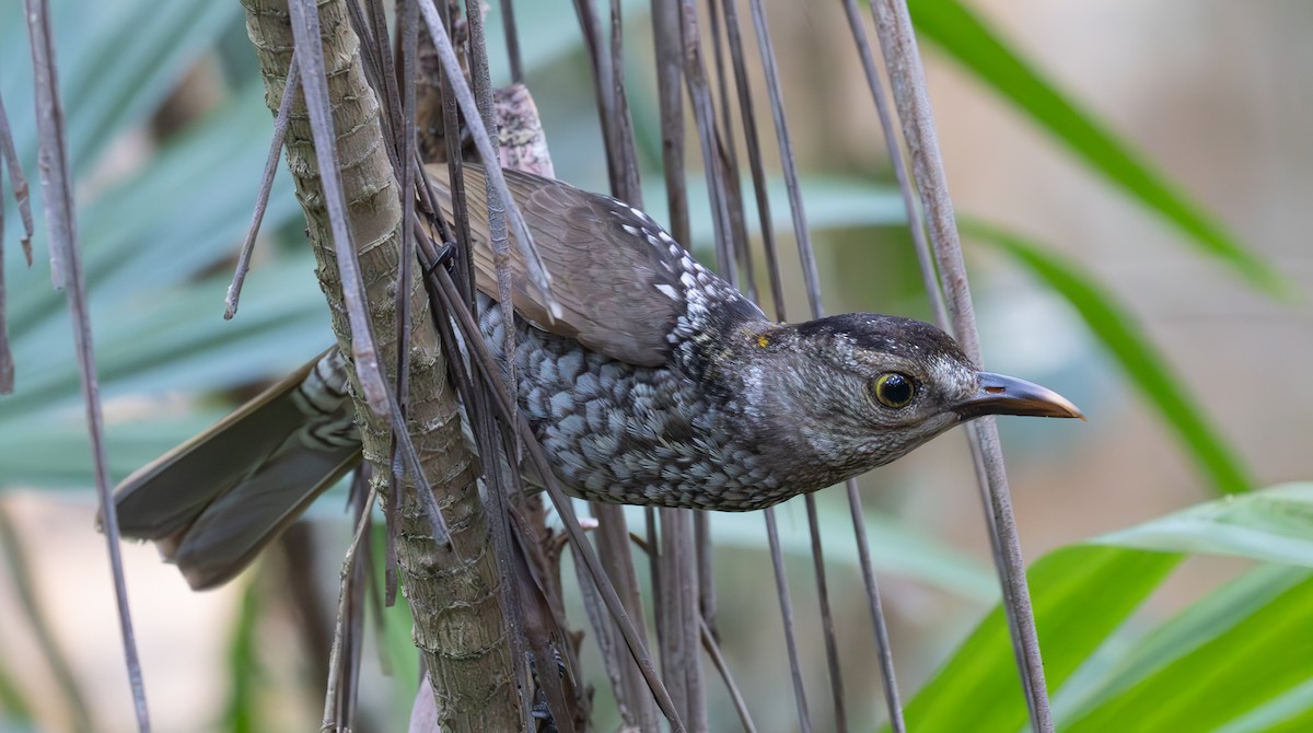 フウチョウモドキ - ML643856912