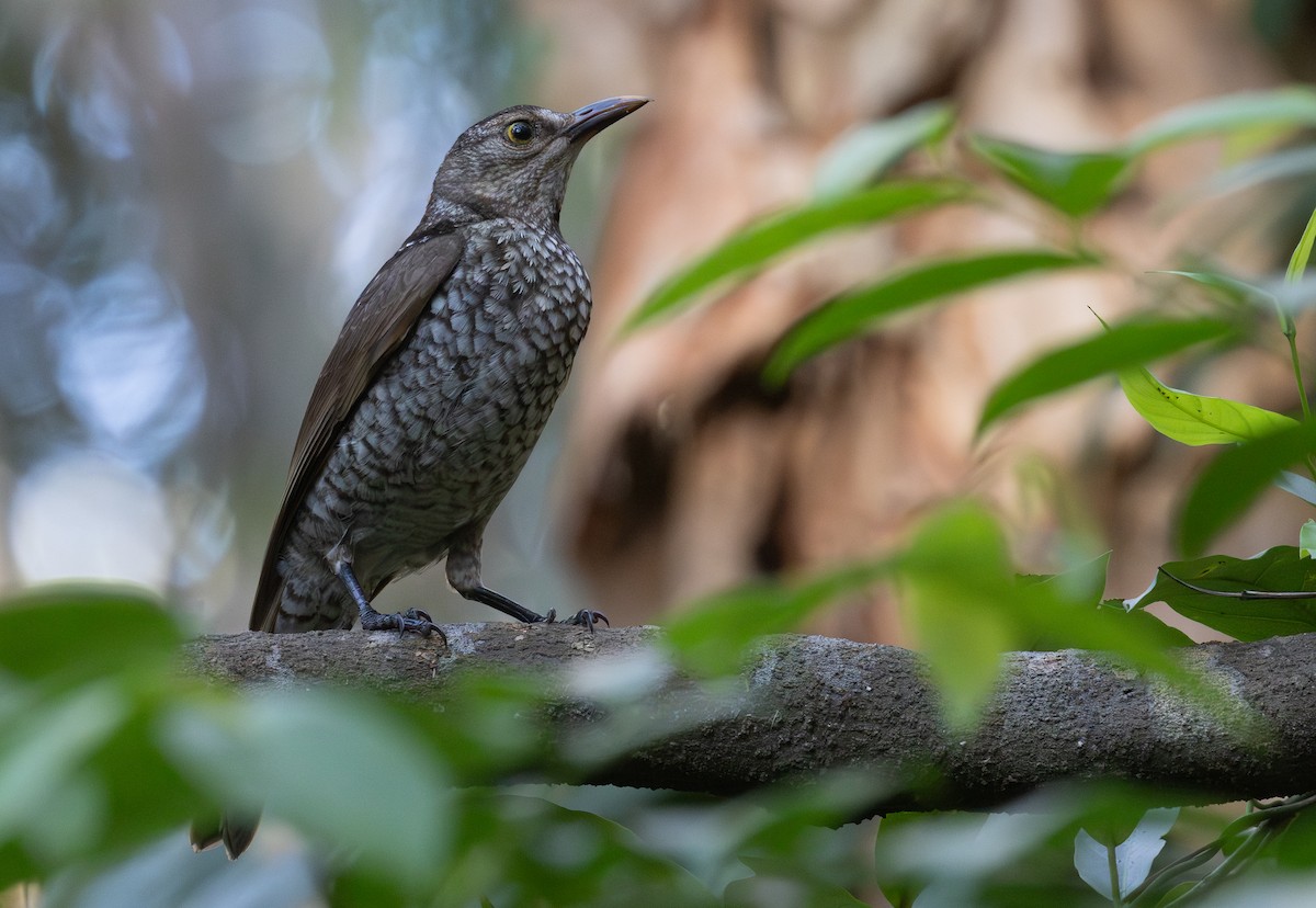 フウチョウモドキ - ML643856913