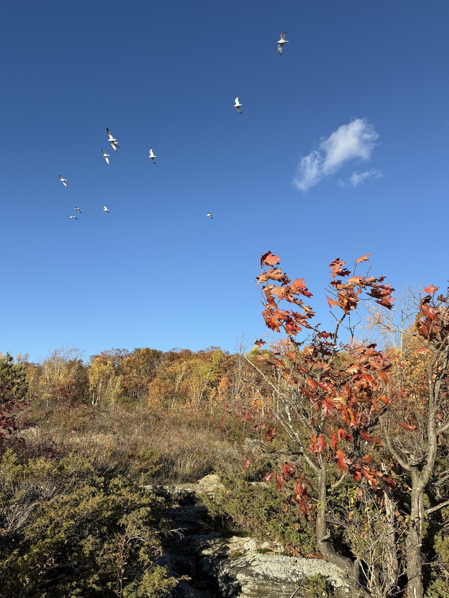 Ring-billed Gull - ML643856916
