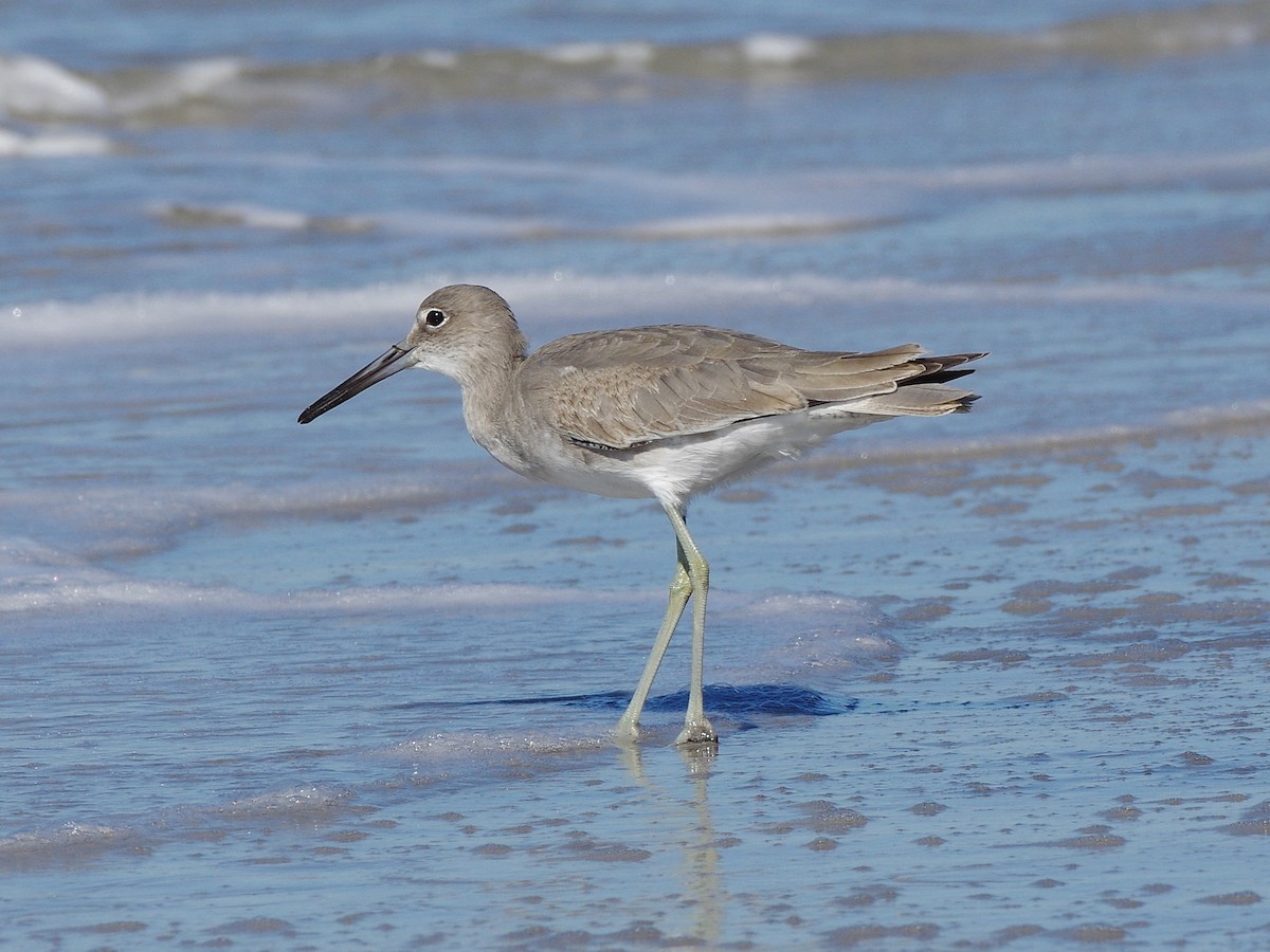 Willet - ML643856927