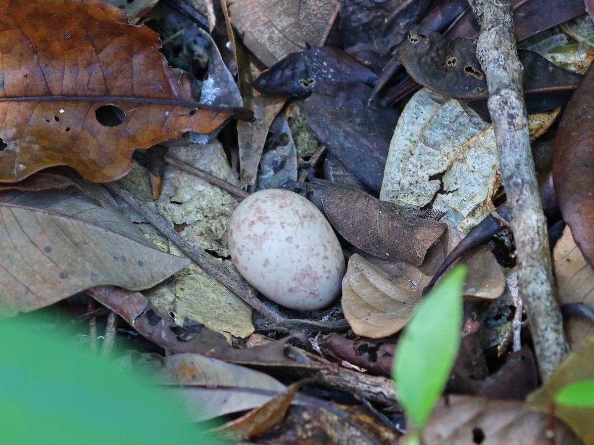 Common Pauraque - ML643856934
