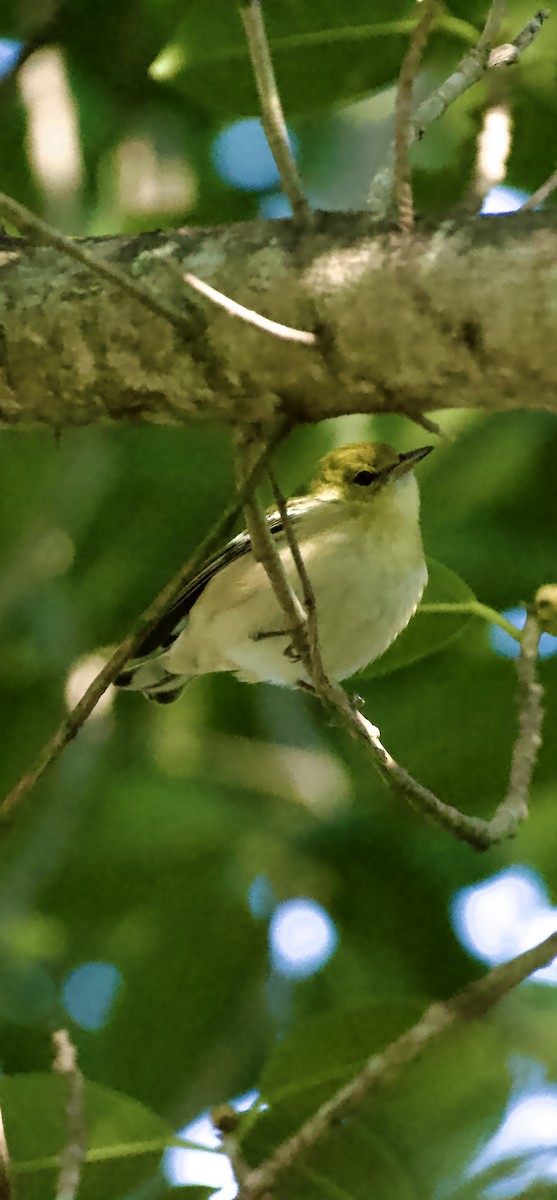 kastanjeparula - ML643856935
