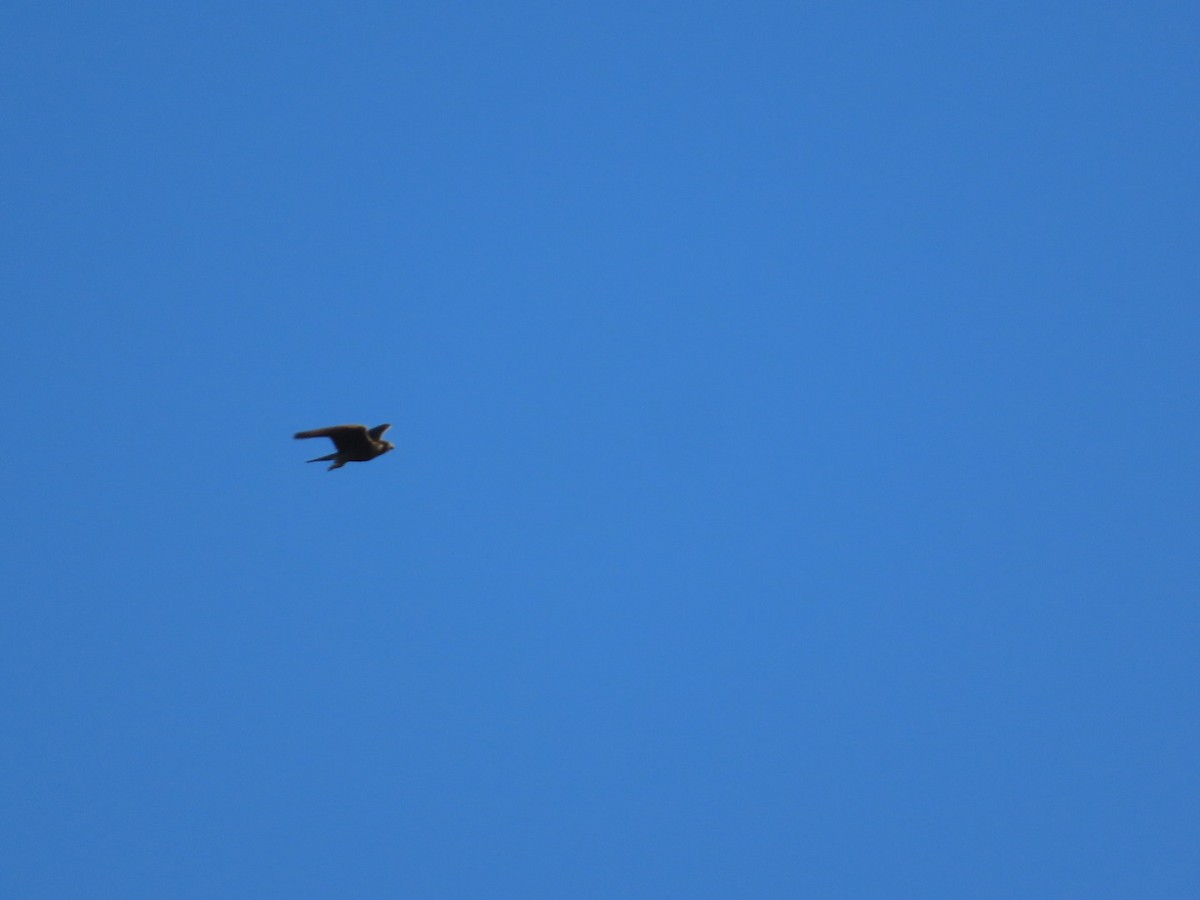 Aerospiza, Tachyspiza, Accipiter ou Astur sp. - ML643856937