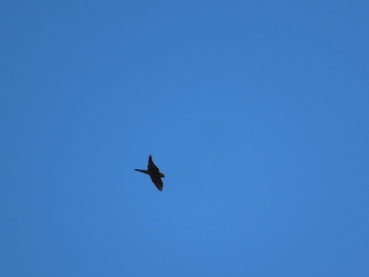 Aerospiza, Tachyspiza, Accipiter ou Astur sp. - ML643856938