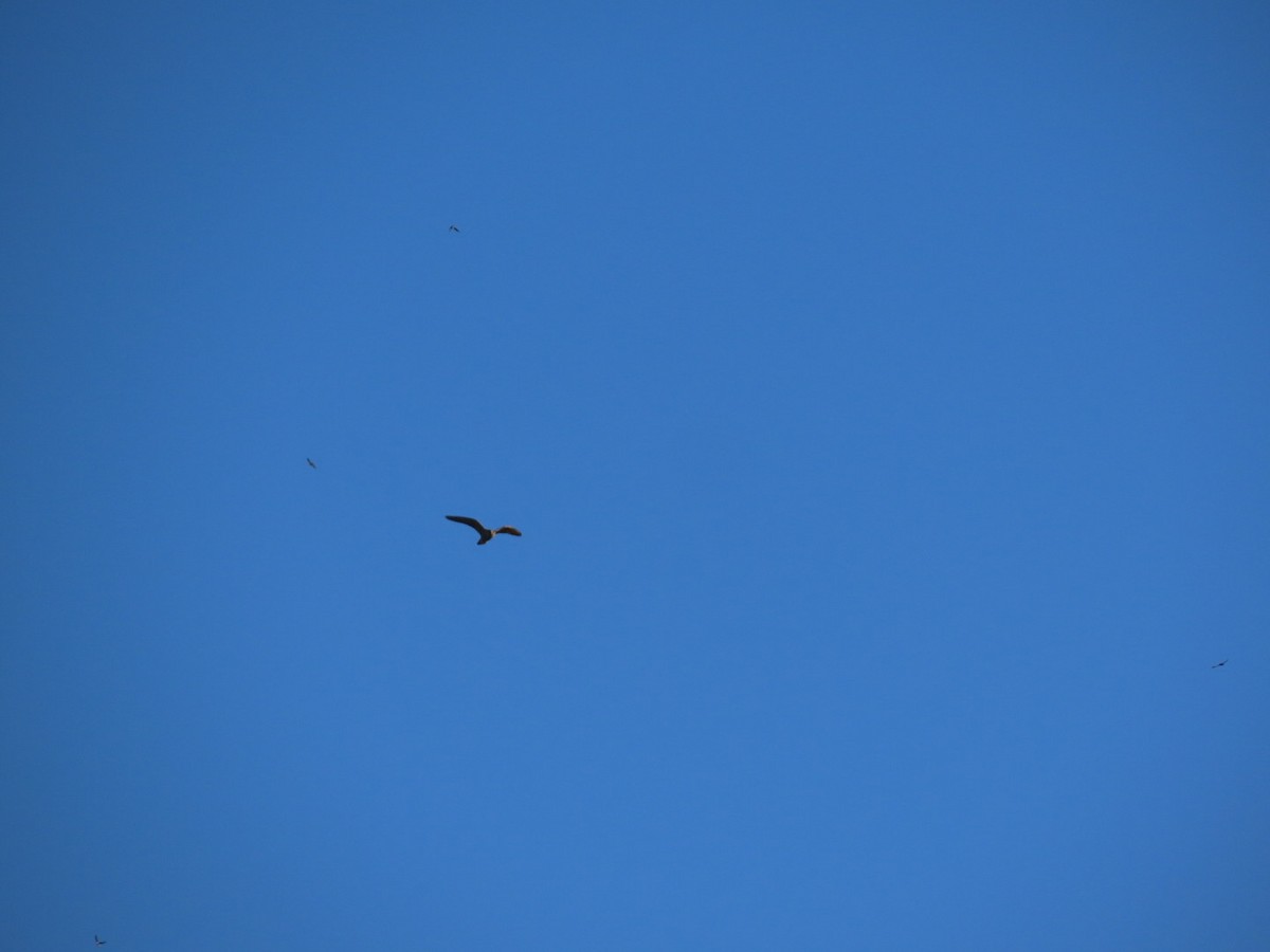 Aerospiza, Tachyspiza, Accipiter ou Astur sp. - ML643856939