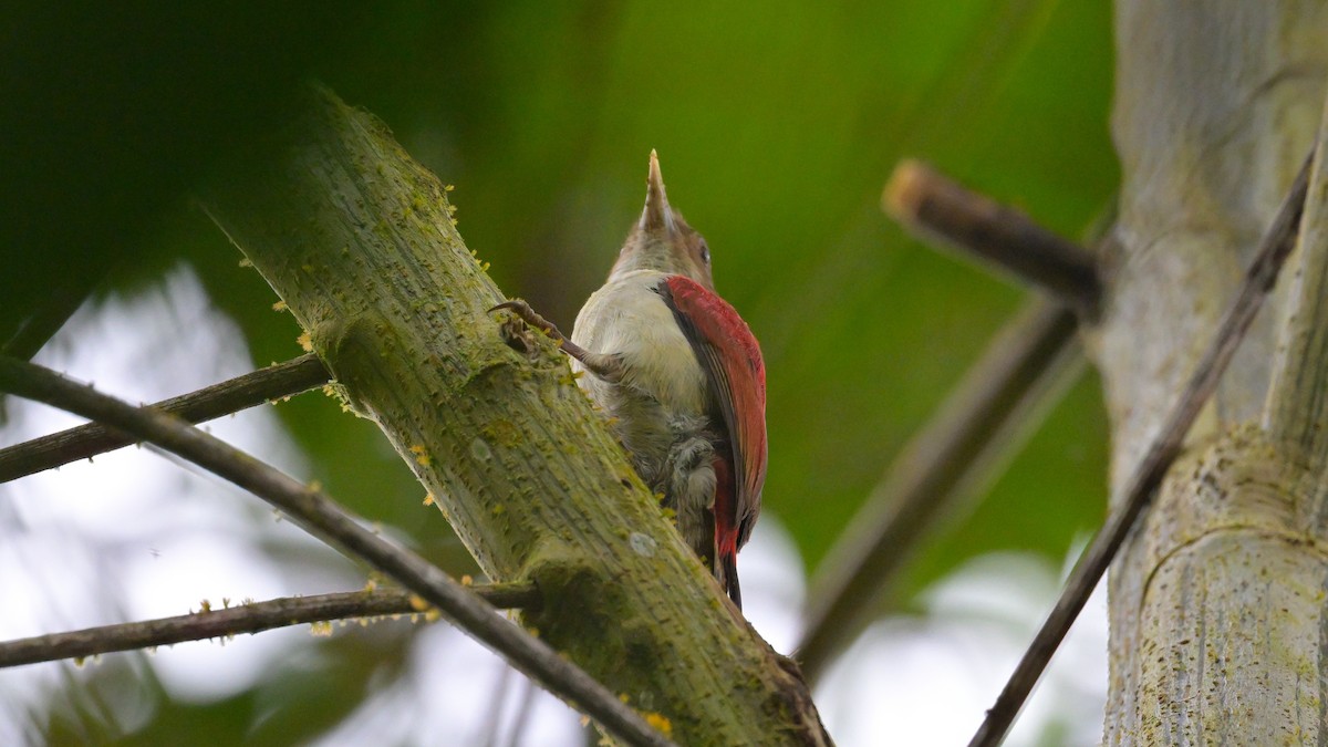 Scarlet-backed Woodpecker - ML643856941