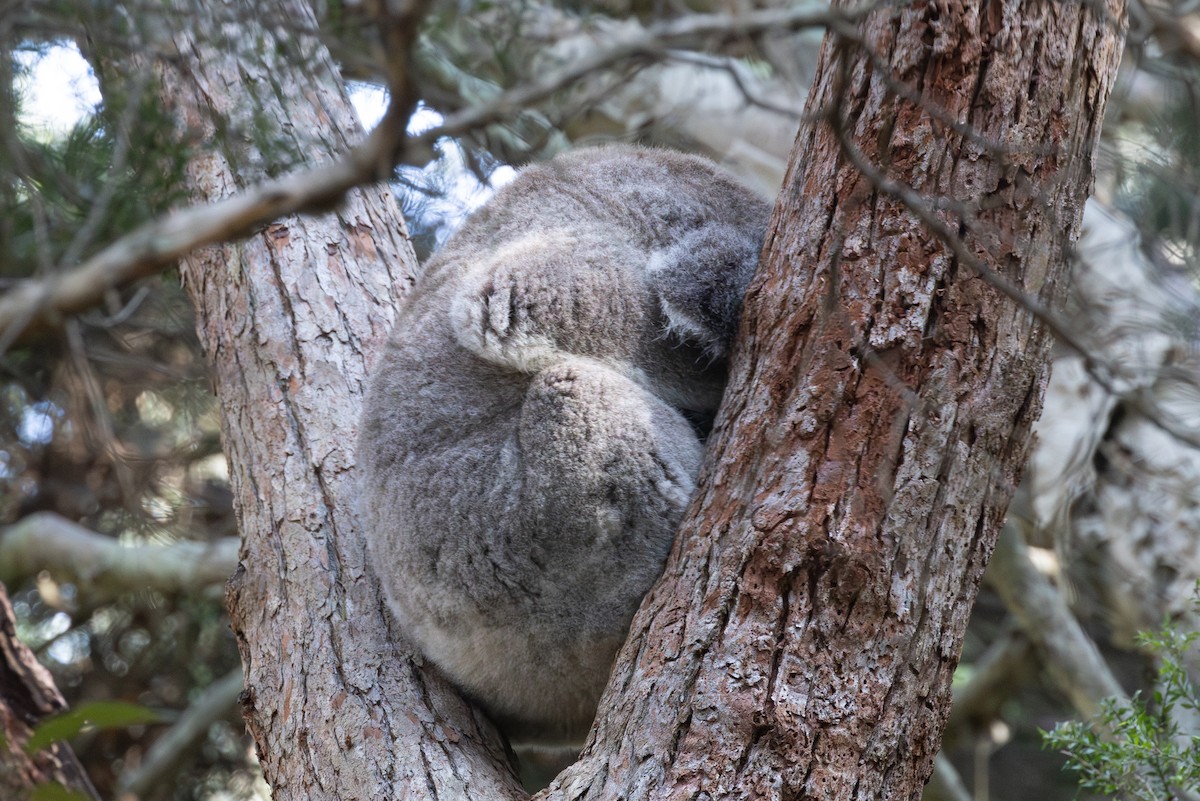 コアラ - ML643856945