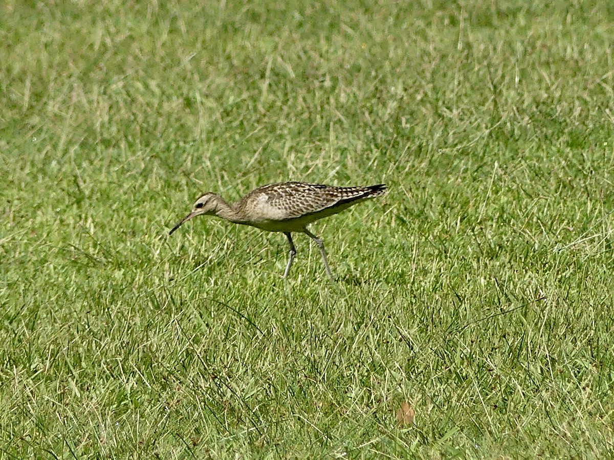 コシャクシギ - ML643856959