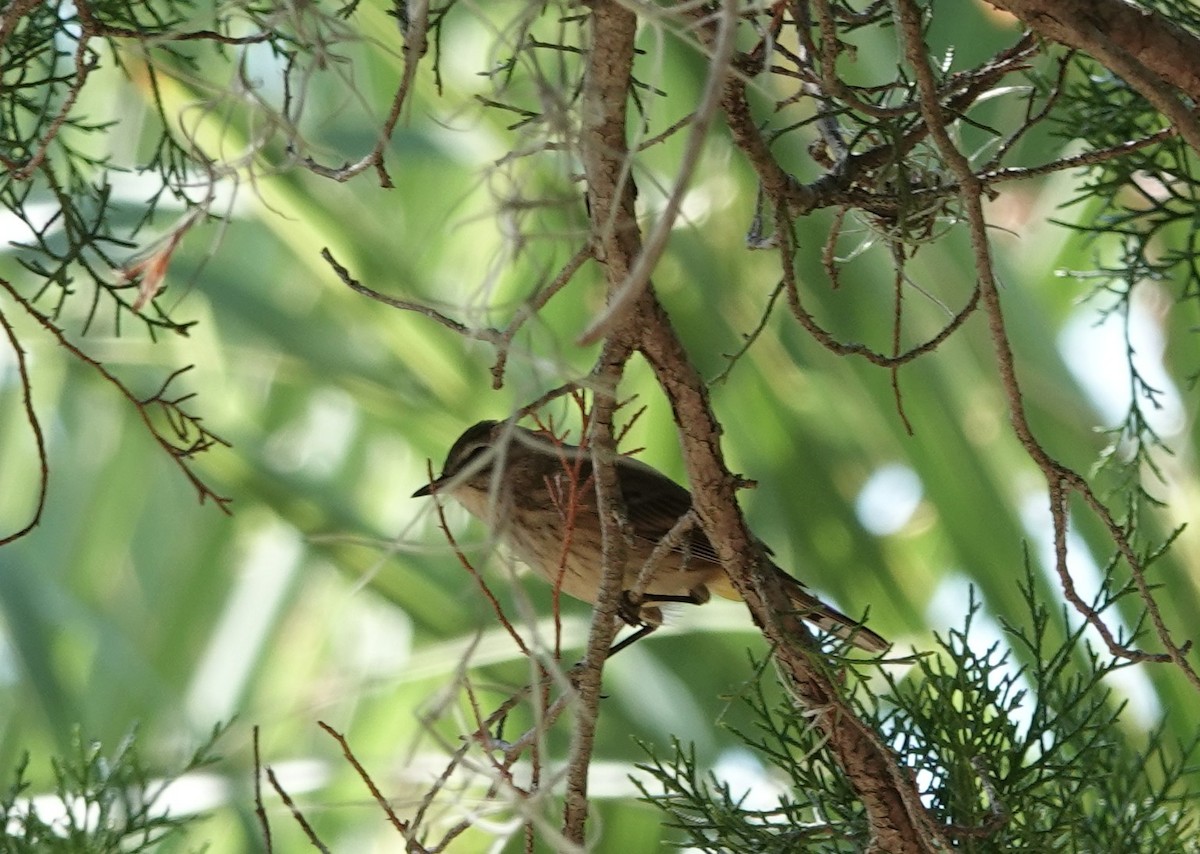 Palm Warbler - ML643856965