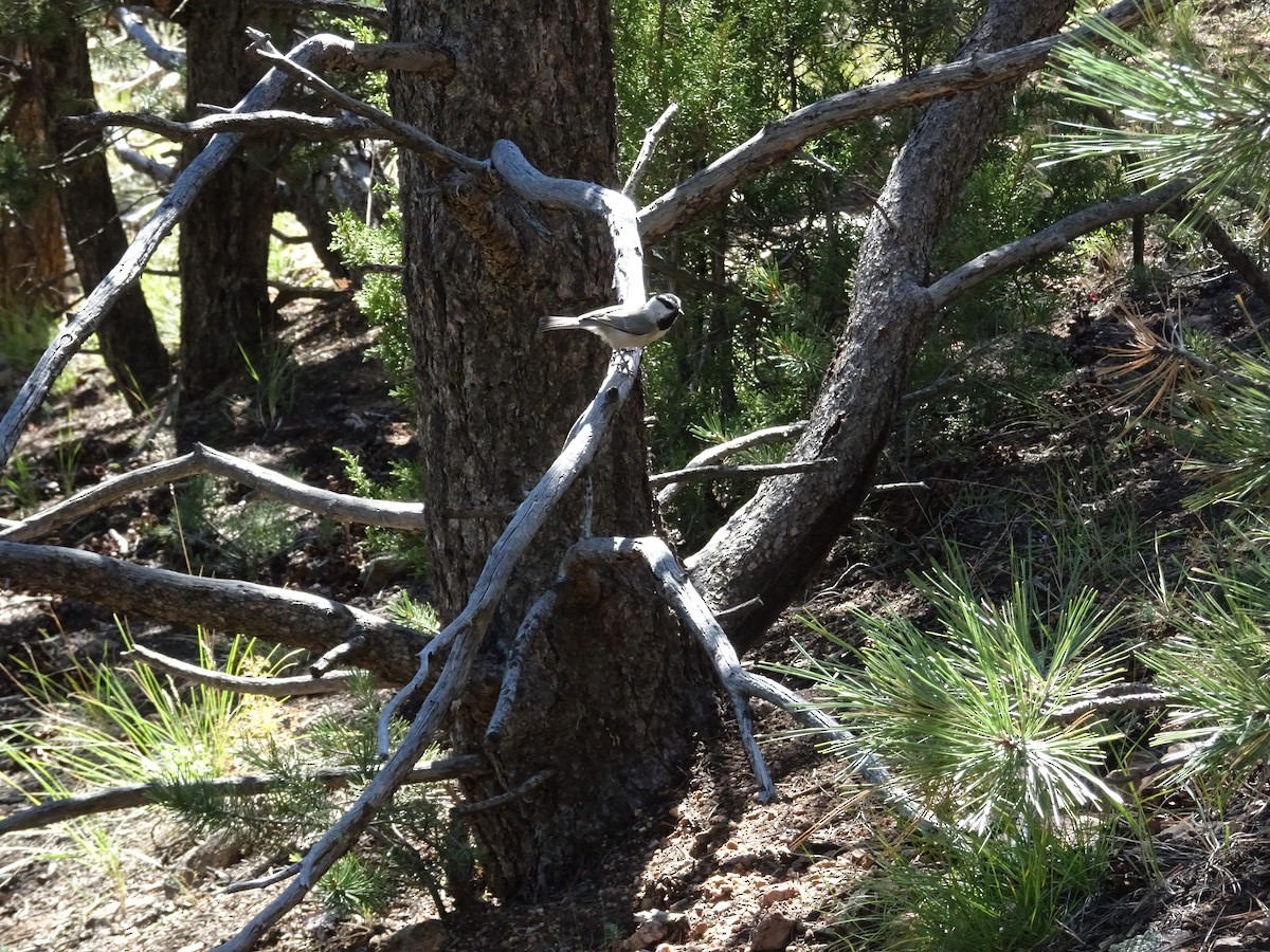Mountain Chickadee - ML643856973