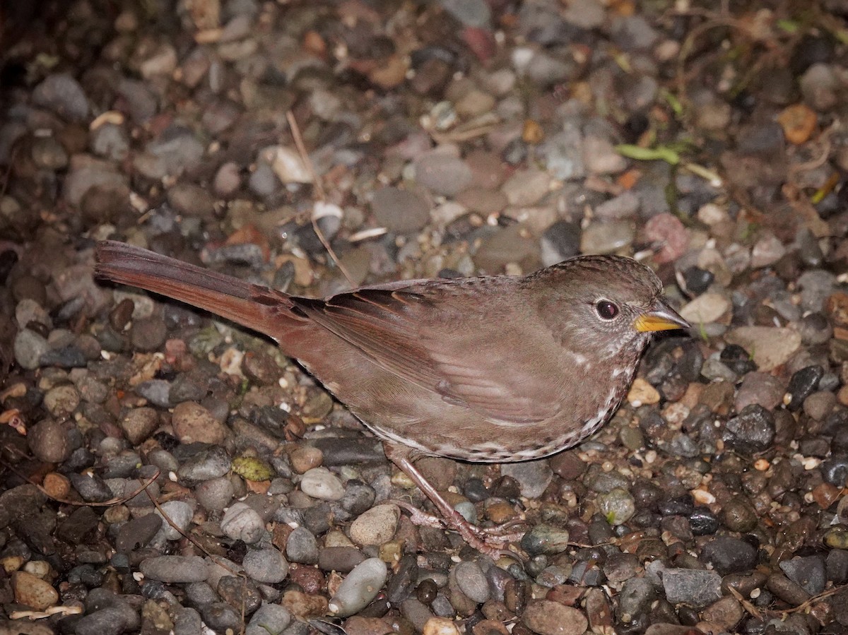 Fox Sparrow - ML643856979