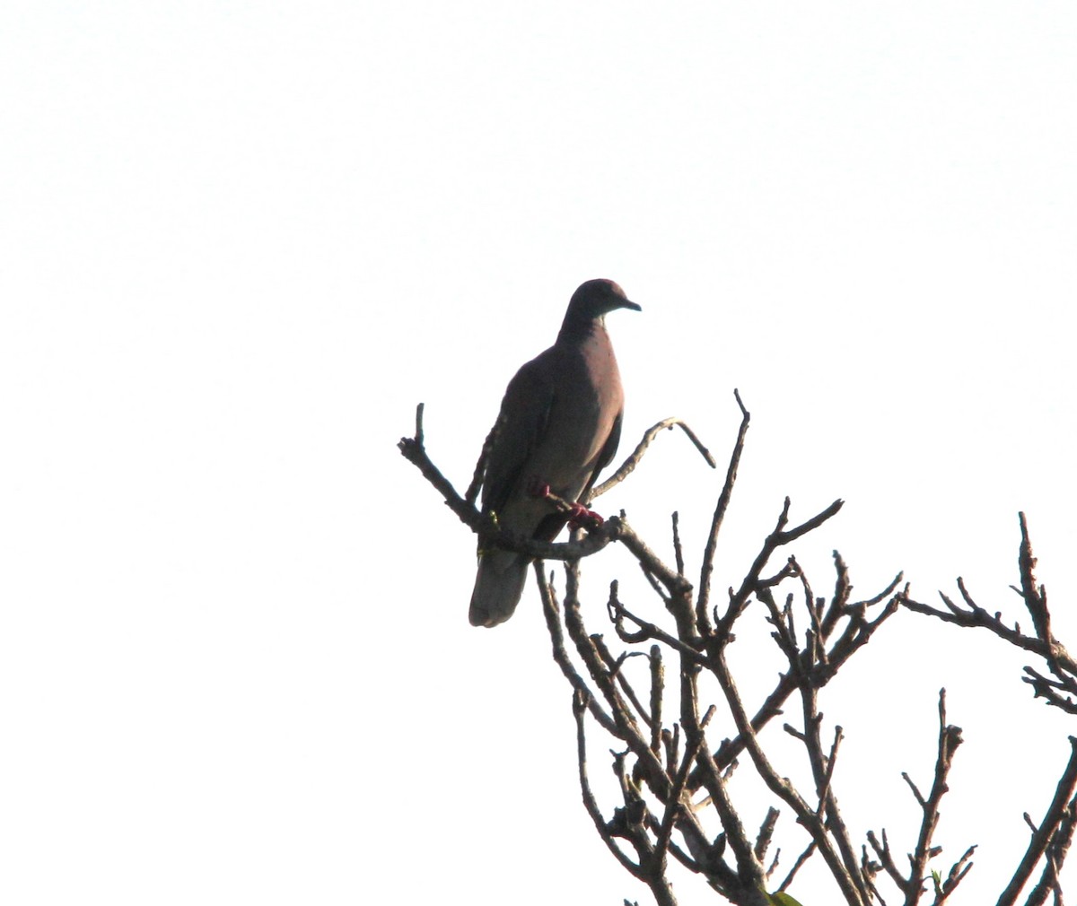 Pale-vented Pigeon - ML643857014