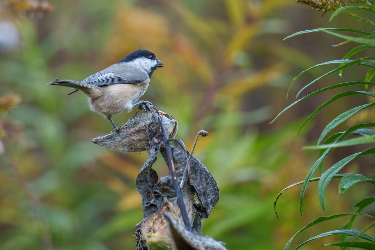 Black-capped Chickadee - ML643857032