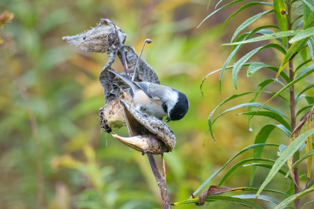 Black-capped Chickadee - ML643857033