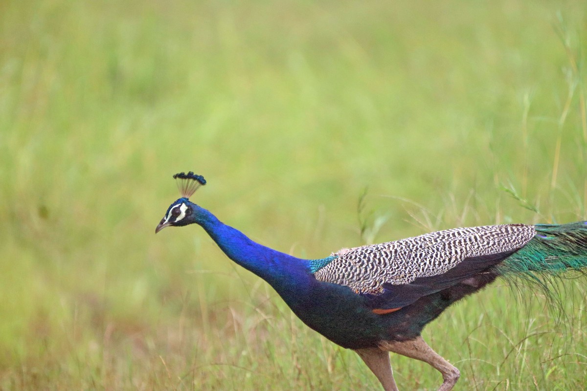 Indian Peafowl - ML643857036