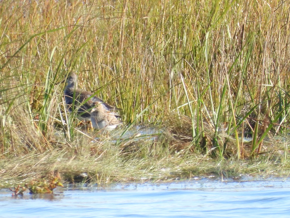 Graubrust-Strandläufer - ML643857037
