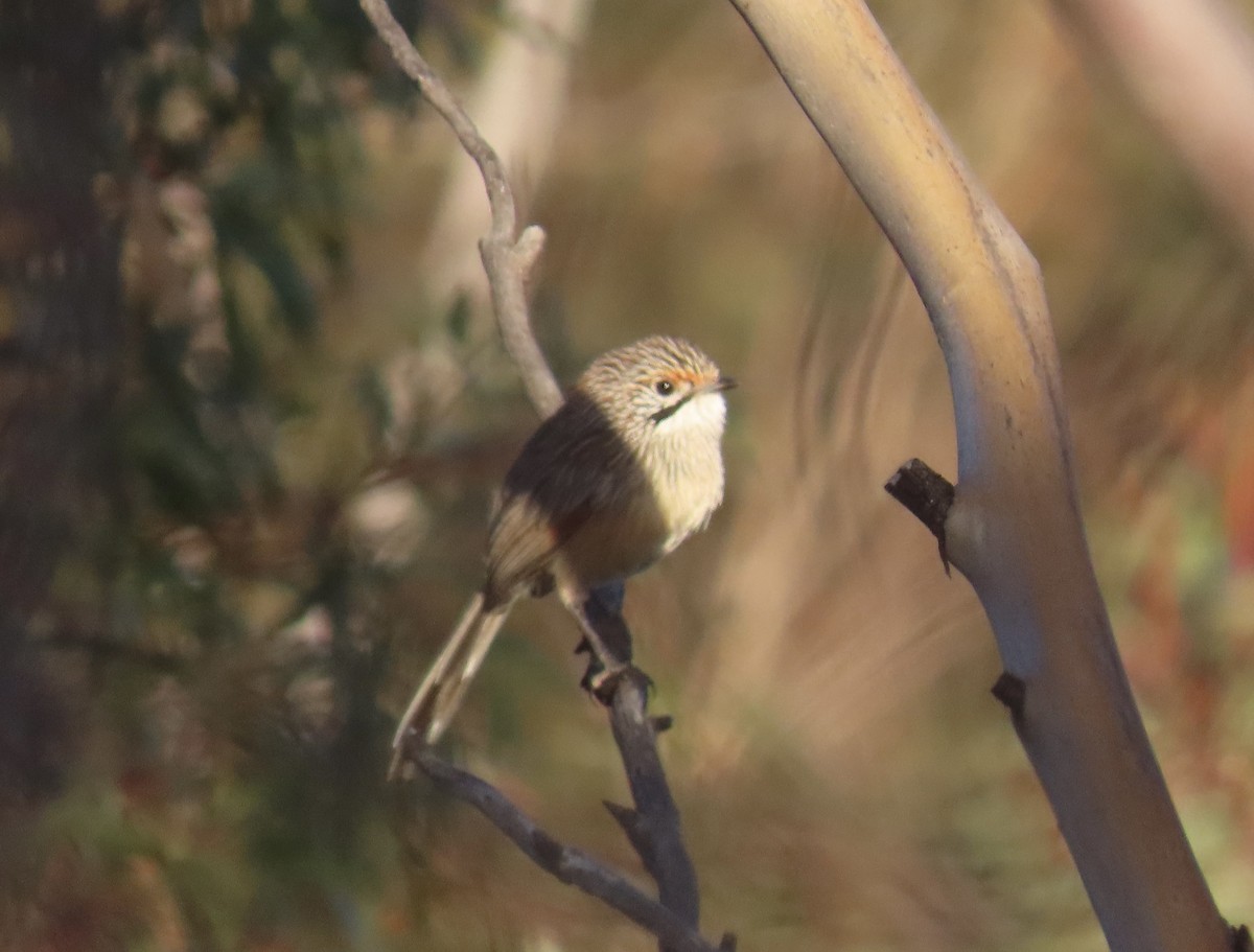 stripegressmett - ML643857038