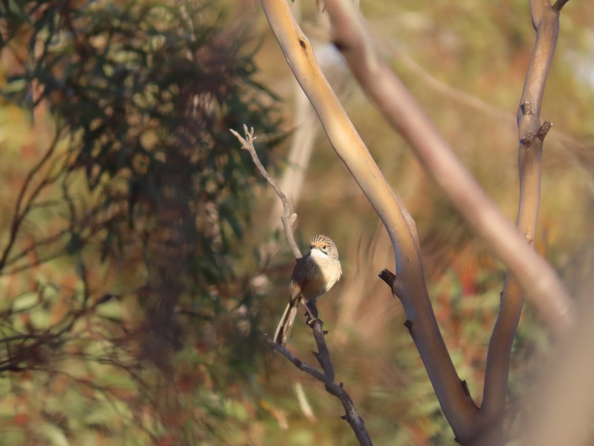 stripegressmett - ML643857039