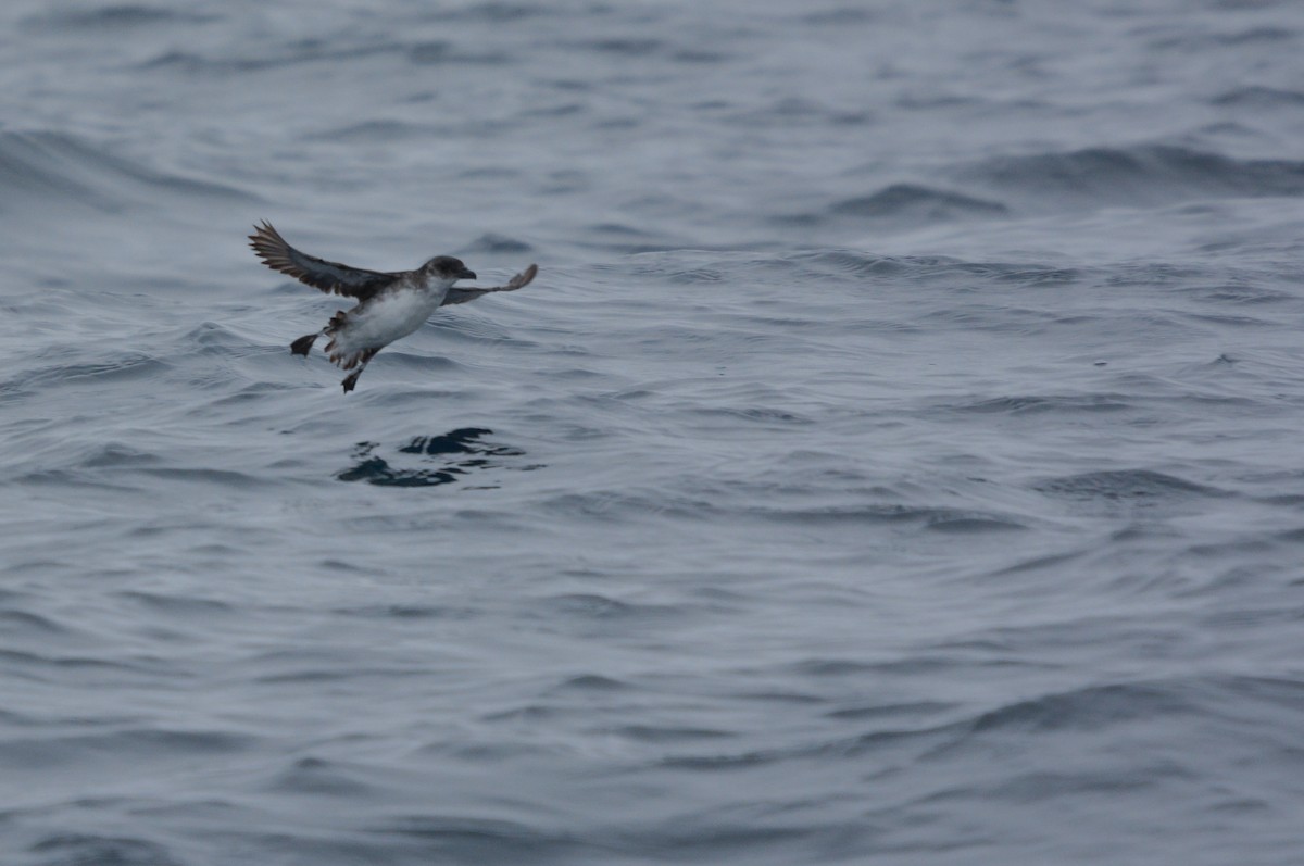 buřník peruánský - ML643857061